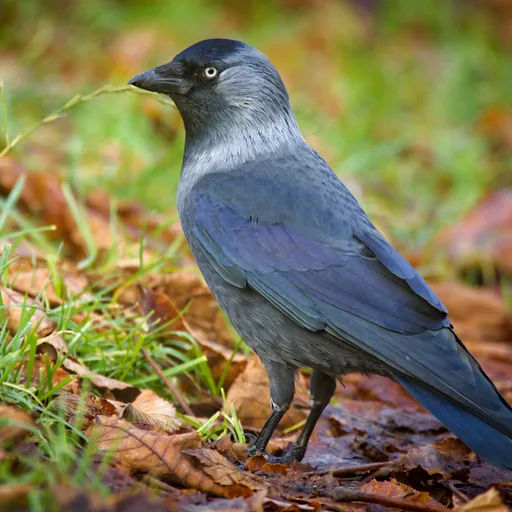 Jackdaw