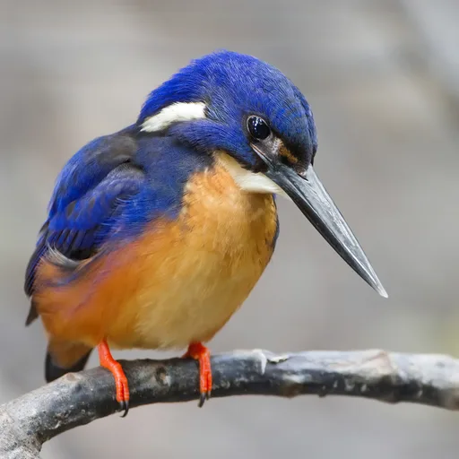 Kingfisher