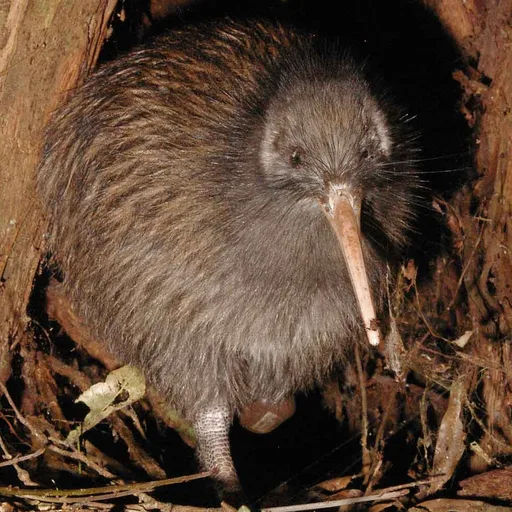 Kiwi bird