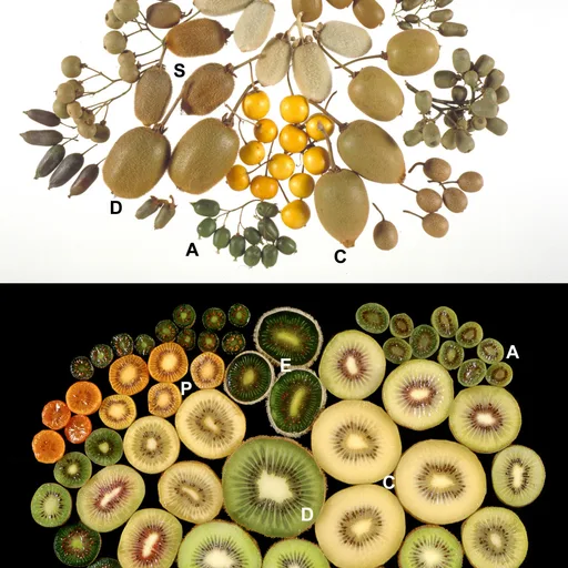 Kiwi fruit