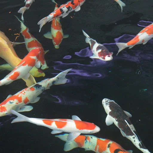 Koi