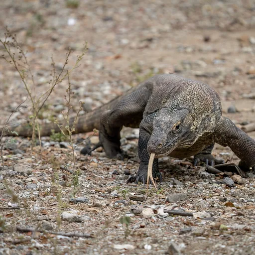 Komodo dragon