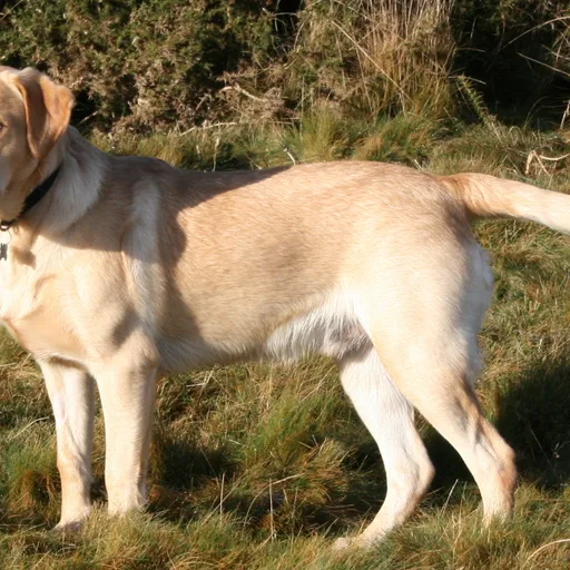 Labrador retriever