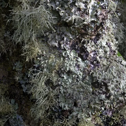 Lichen