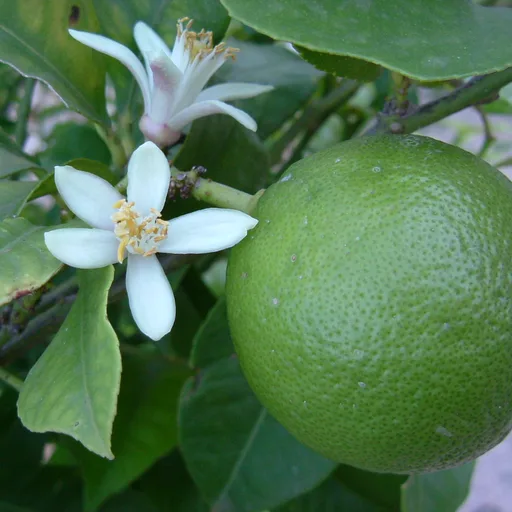 Lime