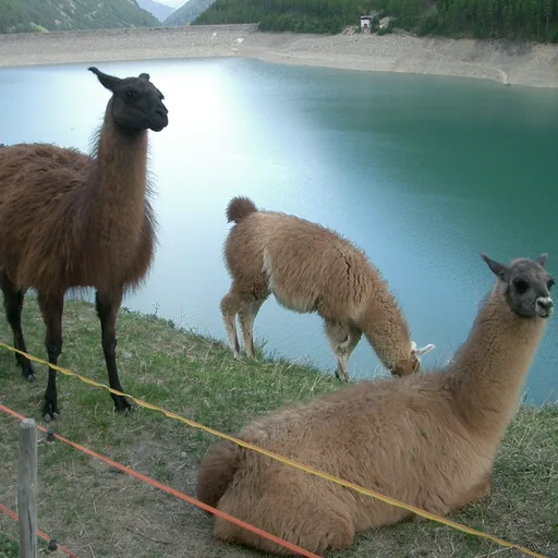 Llama