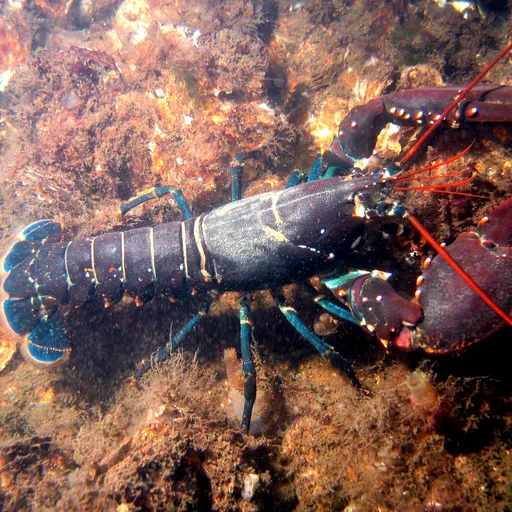 Lobster tail