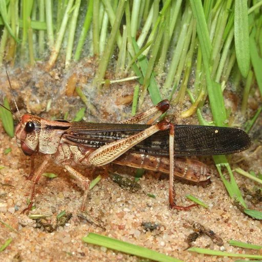 Locust