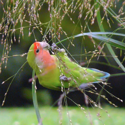 Lovebird