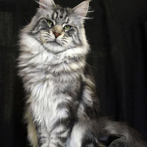 Maine Coon