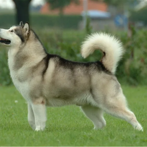 Malamute