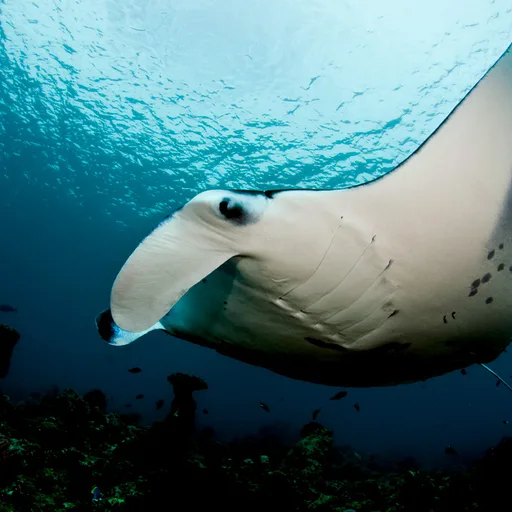 Manta ray