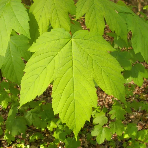 Maple tree