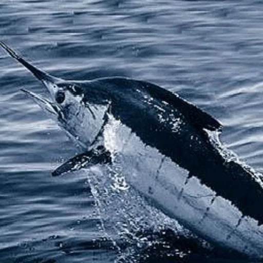 Marlin