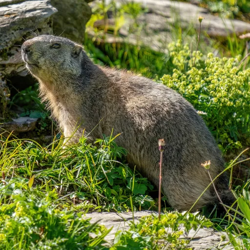 Marmot
