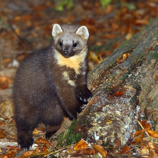 Marten