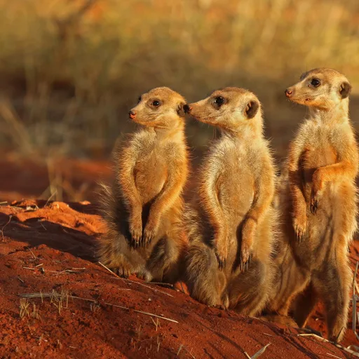 Meerkat