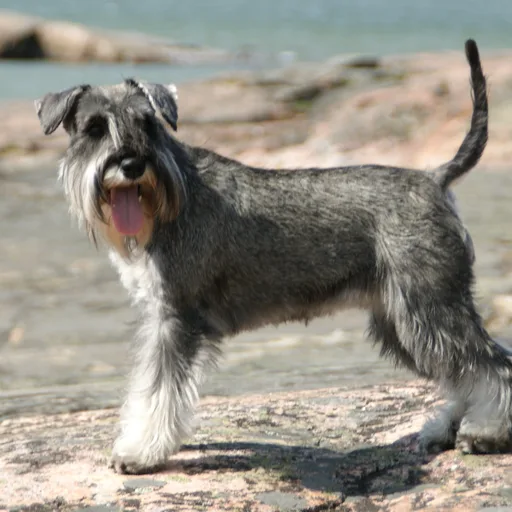 Miniature schnauzer
