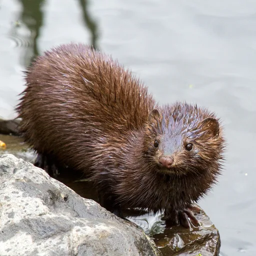 Mink