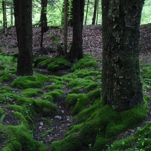 Moss patch