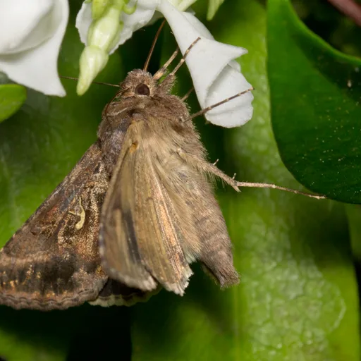 Moth