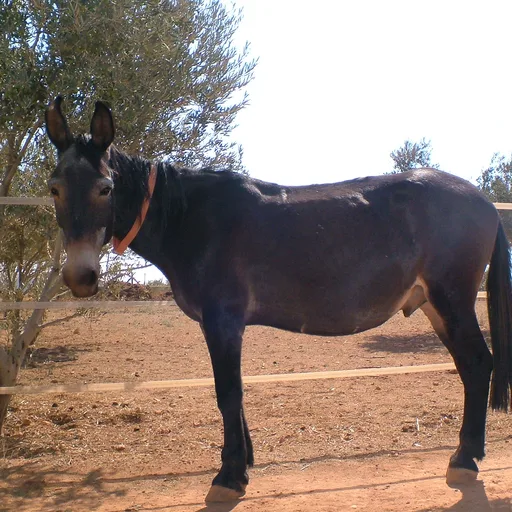 Mule