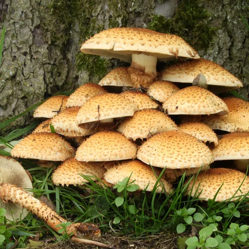 Mushroom (wild)