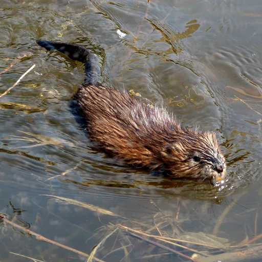 Muskrat