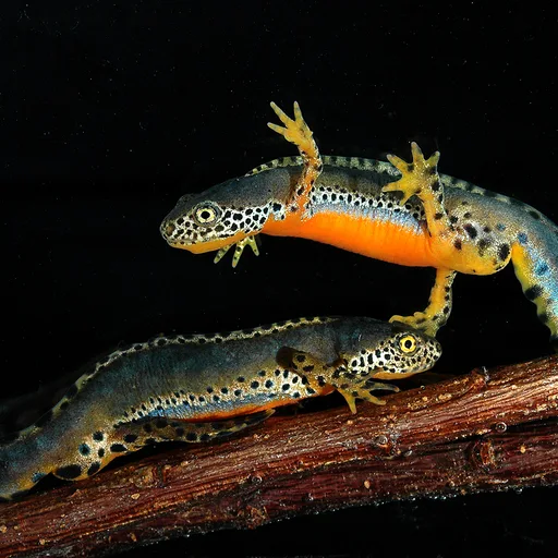 Newt