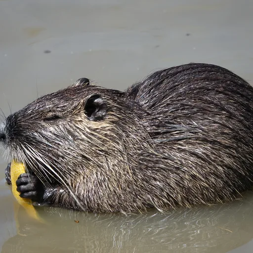 Nutria