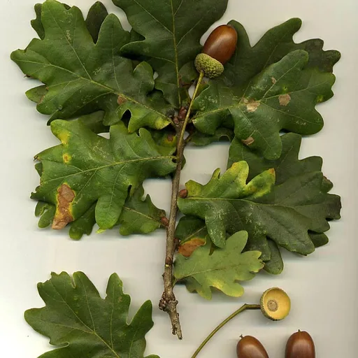 Mature oak tree
