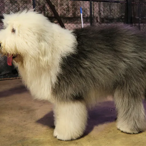 Old English sheepdog