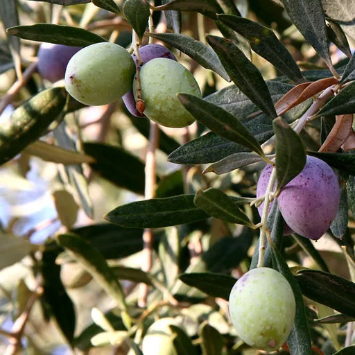 Olive jar