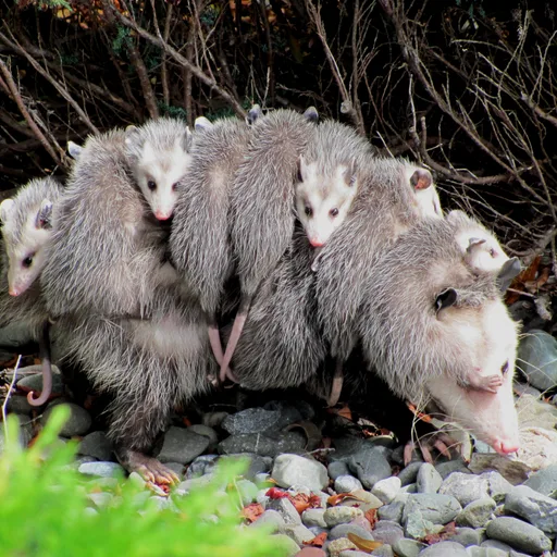 Opossum