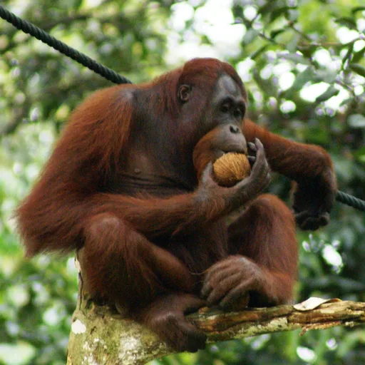 Orangutan