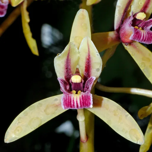 Orchid plant