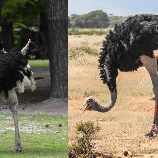 Ostrich
