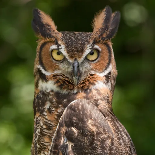Owl (great horned)