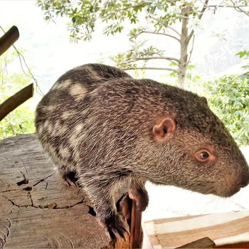 Pacarana