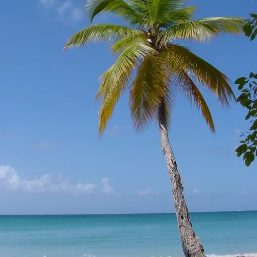 Palm tree
