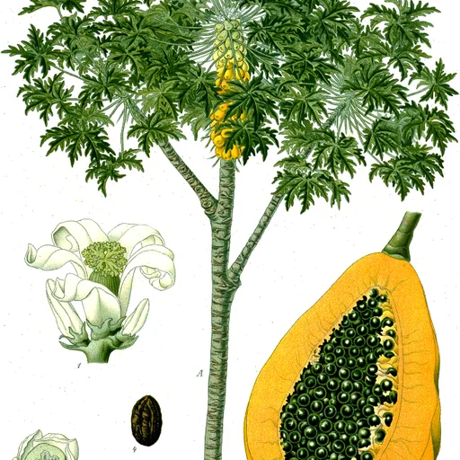 Papaya