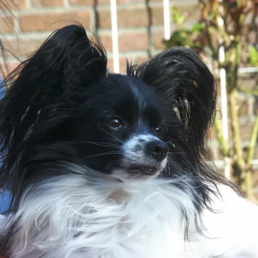 Papillon dog