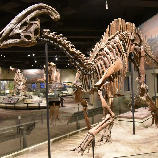 Parasaurolophus