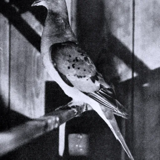 Passenger pigeon