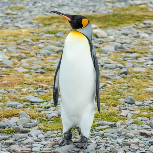 Penguin (King)