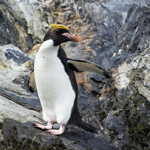 Penguin (Macaroni)