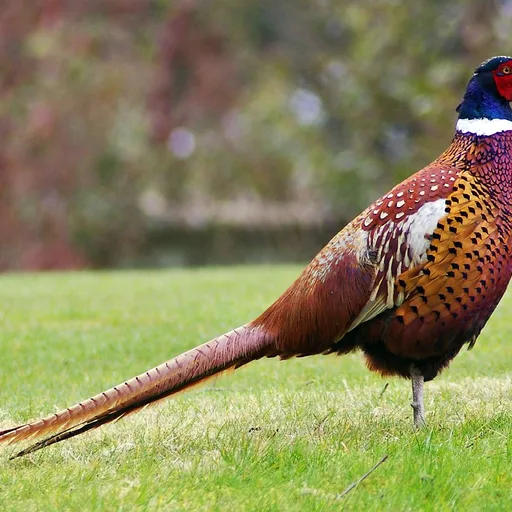 Pheasant