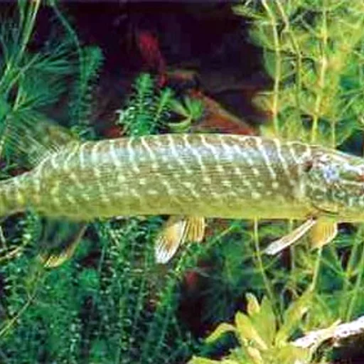 Pike