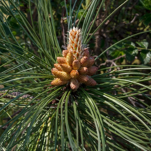 Pine cone