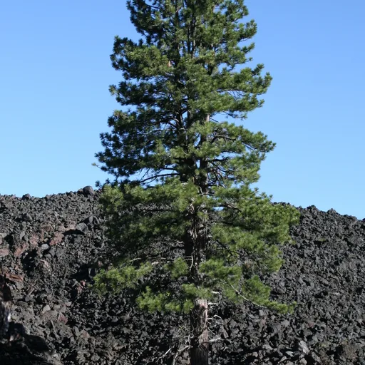 Pine tree